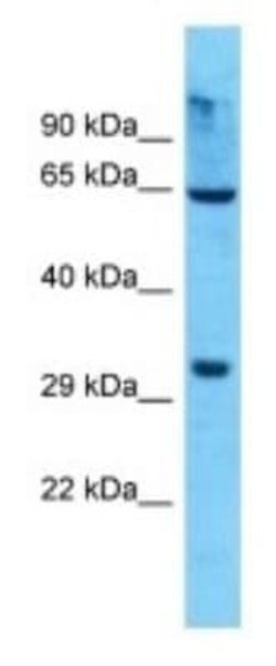 OR8K5 Rabbit anti-Human, Polyclonal, Novus Biologicals:Antibodies:Primary
